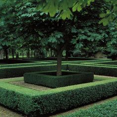 a tree is in the middle of a mazed area that has hedges on both sides