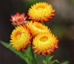 yellow and red flowers with green leaves in the background