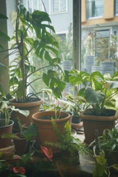 several potted plants sit in front of a window