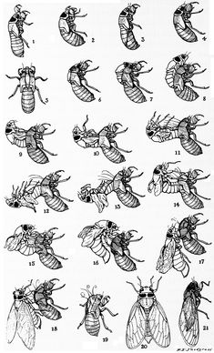 an insect diagram showing the stages of its body and head, with several different types of wings