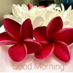 two red flowers sitting on top of a white plate with the words good morning written in arabic