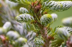 a close up view of some very pretty green plants