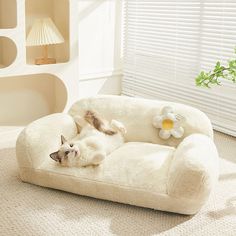 a white cat laying on top of a couch in a living room next to a window