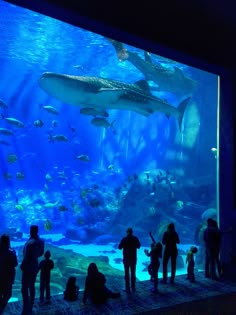 people are standing in front of an aquarium looking at the fish