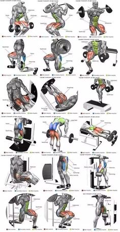 the muscles and their functions are shown in this diagram, which shows how they work