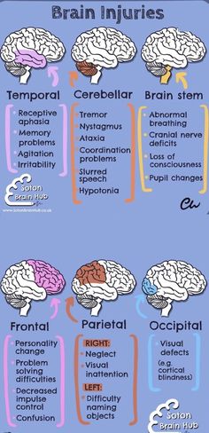 the human brain and its functions