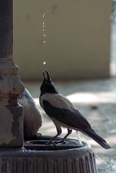 two birds standing on top of a metal pole next to a water faucet