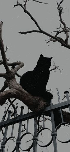 a black cat sitting on top of a tree branch in front of a metal fence