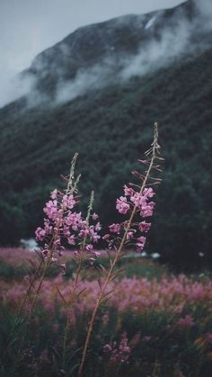 purple flowers in front of a mountain with mist coming from the top and clouds hovering over them