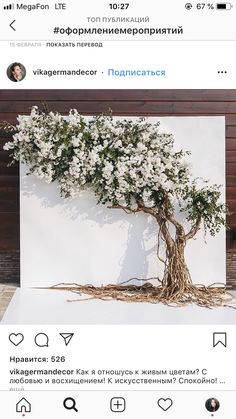 an image of a tree with white flowers on it's branches in front of a wall