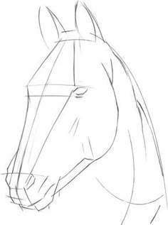 a line drawing of a horse's head