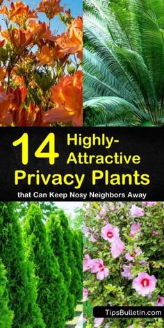 Discover how to create a hidden sanctuary in your backyard by planting privacy plants such as azaleas, Leyland cypress, and boxwoods. Know which shrubs, small trees, or hedges are perfect for deck, patio, and front yards. #privacy #plants #landscaping #garden Lush Landscaping Backyards, Hedgerow Ideas, Best Privacy Plants, Plants For Privacy, Gardens Decor, Gardening Essentials, Pool Plants, Nosy Neighbors, Shrubs For Privacy