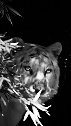 a black and white photo of a tiger