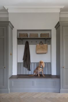 a dog is sitting on a bench in a room with gray walls and wooden floors