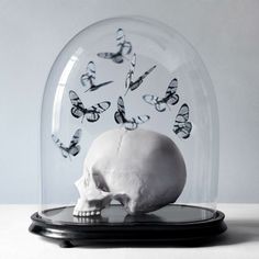 a white human skull under a glass dome with butterflies on the top and below it