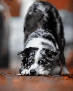 a black and white dog standing on top of a wooden floor