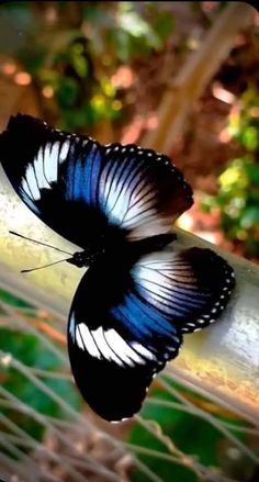 two blue and white butterflies resting on a branch