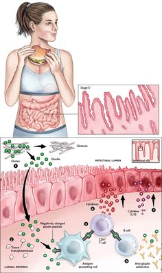 Sistem Pencernaan, Basic Anatomy And Physiology, Biology Facts, Human Body Anatomy, Biology Lessons, Medical School Studying