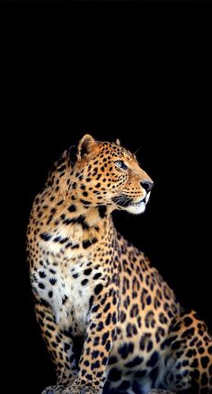 a large leopard sitting on top of a black ground with its eyes closed and it's head turned to the side