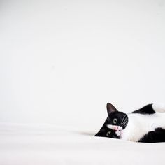 a black and white cat laying on top of a bed