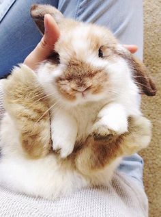 a person holding a small rabbit in their lap