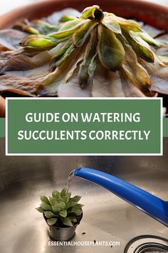 Alt text: Wilted succulent above a guide on watering succulents, with a healthy succulent being watered in a sink, representing proper plant care. Succulent Watering Guide, How Often To Water Succulents, Transplant Succulents, Succulent Garden Diy Indoor, Pictures Of Succulents