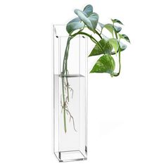 a plant in a clear glass vase on a white background