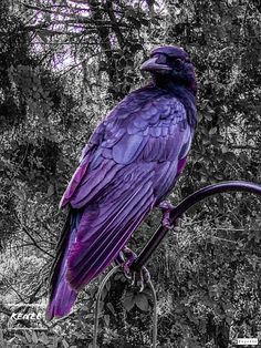 a large purple bird sitting on top of a metal pole in front of some trees