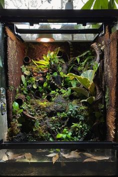 an open box filled with lots of green plants