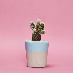 a small cactus in a blue and white planter on a pink background with copy space