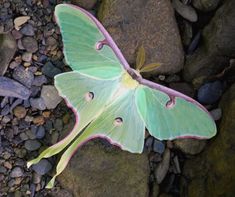 a green and pink moth sitting on top of a rock covered ground next to some rocks