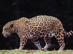 a large leopard walking across a lush green field