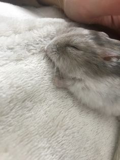 a person is petting a gray and white hamster