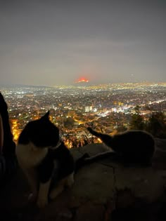 two black and white cats sitting on top of a hill looking at the city lights