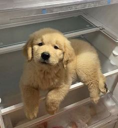 a puppy that is laying down in a freezer with it's front paws on the bottom shelf