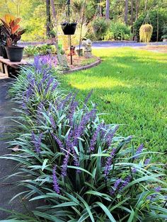 purple flowers are growing in the grass near a bench