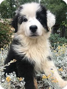 a black and white dog is sitting in the grass with yellow flowers behind his head