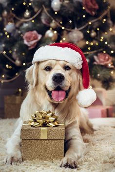 null Christmas Dog Photography, Christmas Pet Photos, Dog Christmas Photos, Dog Christmas Pictures, Animal Photoshoot, Merry Christmas Dog, Dog Photoshoot, Image Film, Christmas Puppy