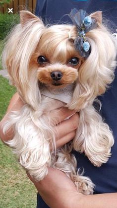 a person holding a small dog with long hair on it's head and wearing a bow