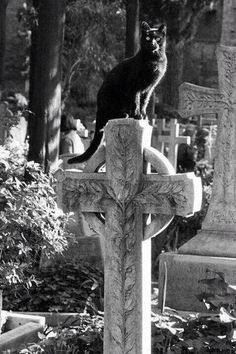 a black cat sitting on the top of a cross in a cemetery with tombstones