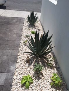 some plants are growing in the gravel near a white wall and cement sidewalk with rocks