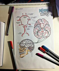 a notebook with an image of the human brain and its major structures on it, along with markers