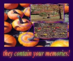 there are many pumpkins that have been placed in front of each other with the words, they contain your memories