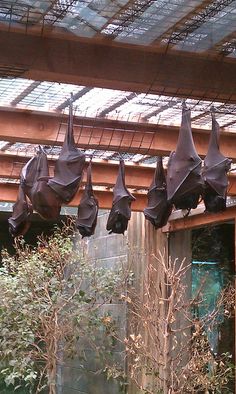 bats hanging from the ceiling in an indoor area with trees and bushes around them,