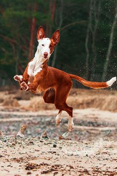 a brown and white dog jumping in the air