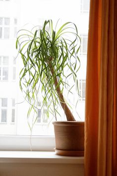 a potted plant sitting on top of a window sill next to a curtain