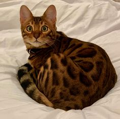 a cat laying on top of a white bed