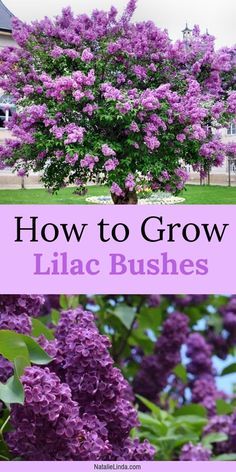 lilac bush with purple flowers and the words how to grow lilac bushes