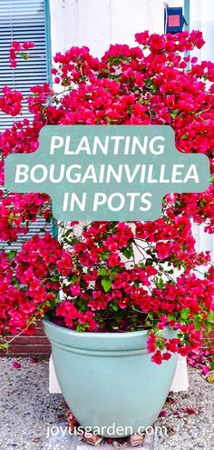 a potted plant with red flowers and a sign that says planting bougainvillea in pots