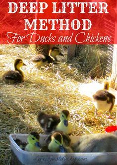 a bunch of ducks that are sitting in the hay and some grass with text overlay saying deep litter method for ducks and chickens